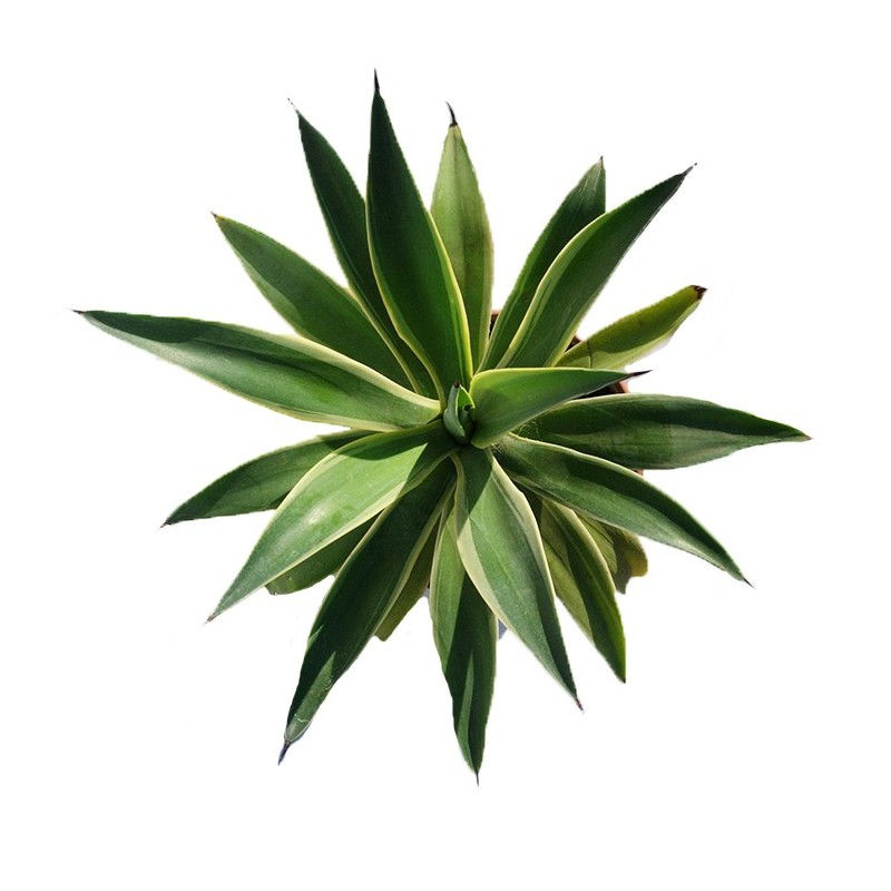 Agave desmettiana variegata