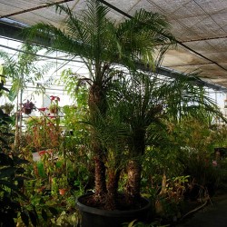 Phoenix roebelenii