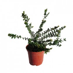 Myrtus tarantina