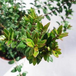 Myrtus tarantina