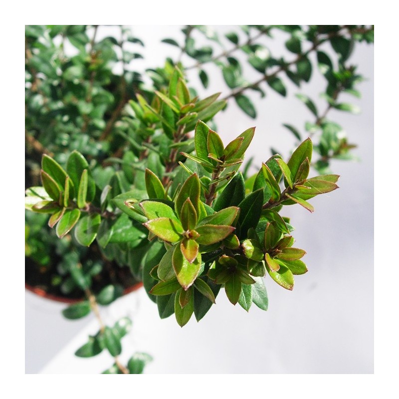 Myrtus tarantina