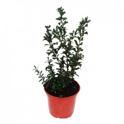 Myrtus communis
