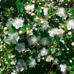 Myrtus communis