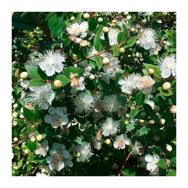 Myrtus communis