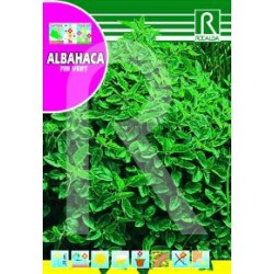 ALBAHACA FIN VERT