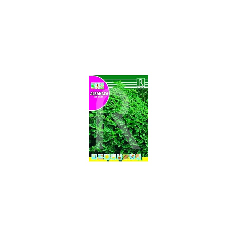 ALBAHACA FIN VERT