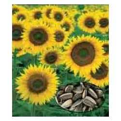 Girasol para pipas