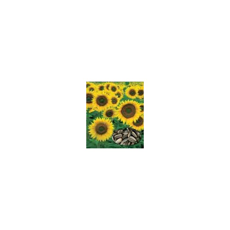 Girasol para pipas