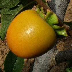 Kaki tomatero
