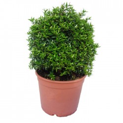 Myrtus microphylla