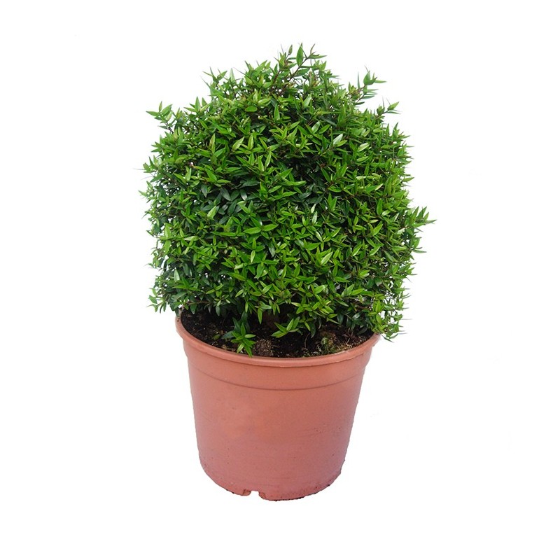 Myrtus microphylla