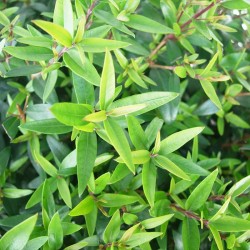 Myrtus microphylla