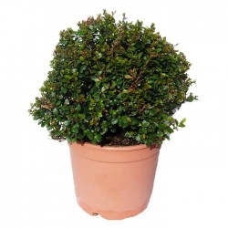 MYRSINE AFRICANA