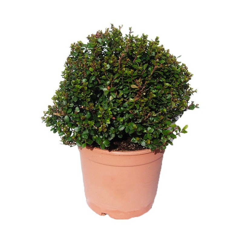 MYRSINE AFRICANA