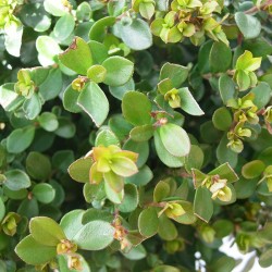 MYRSINE AFRICANA