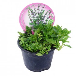 Mentha poleo