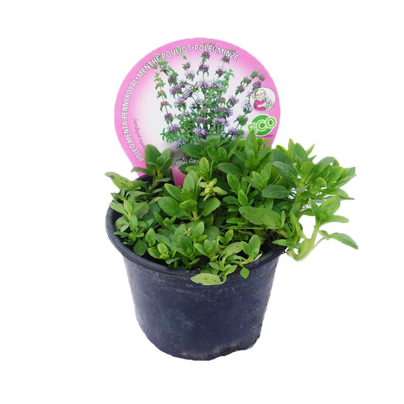 Mentha poleo