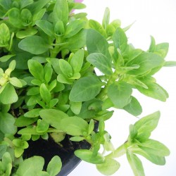 Mentha poleo
