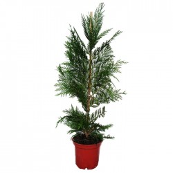 Cipres Leylandii