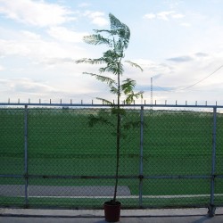 Jacaranda mimosaefolia