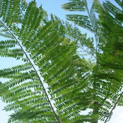 Jacaranda mimosaefolia