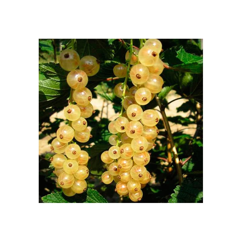 Grosella Blanca