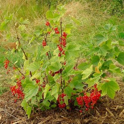 Grosella Roja