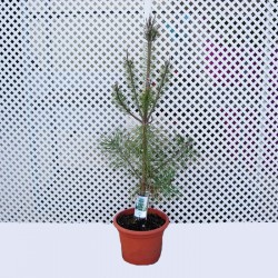 Pinus Nigra