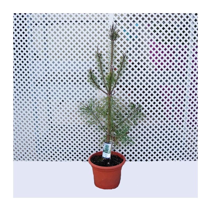 Pinus Nigra