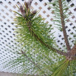 Pinus Nigra