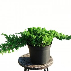 Juniperus Procumbens Nana