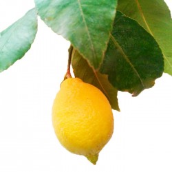 Limonero