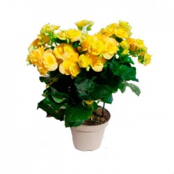 Begonia elatior