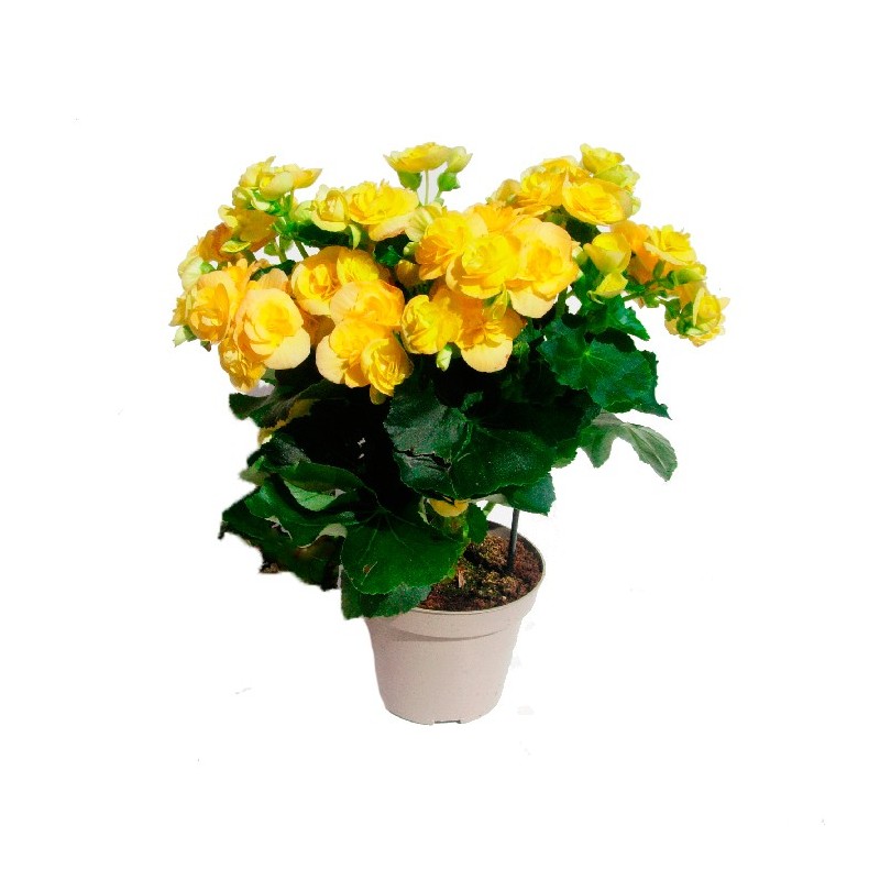 Begonia elatior
