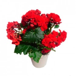 Begonia elatior