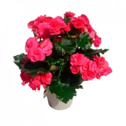 Begonia elatior