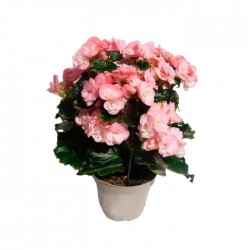 Begonia elatior