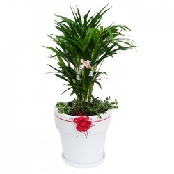 Areca lutescens con maceta bali