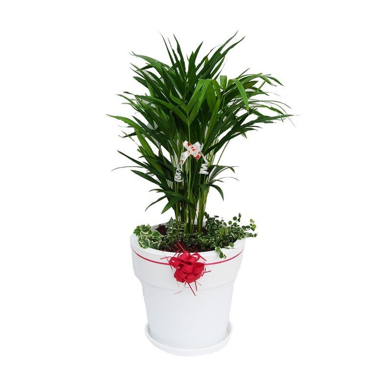 Areca lutescens con maceta bali