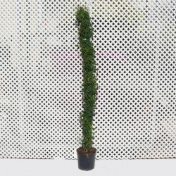 Jazmín polyanthum