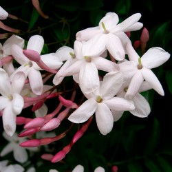 Jazmín polyanthum