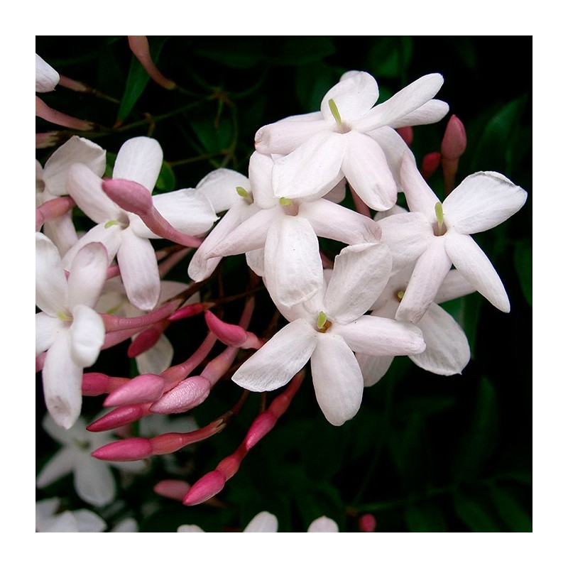 Jazmín polyanthum