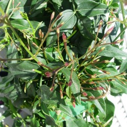 Jazmín polyanthum