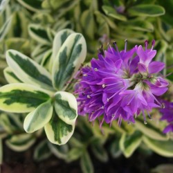 Veronica franciscana