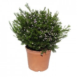 COLEONEMA PULCHRUM