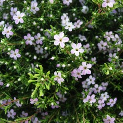 COLEONEMA PULCHRUM