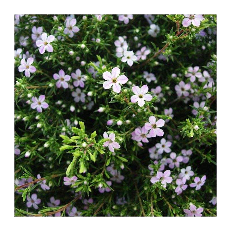 COLEONEMA PULCHRUM