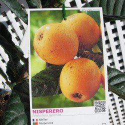 NISPERO ALGELINO