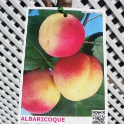 Albaricoque galta rocha
