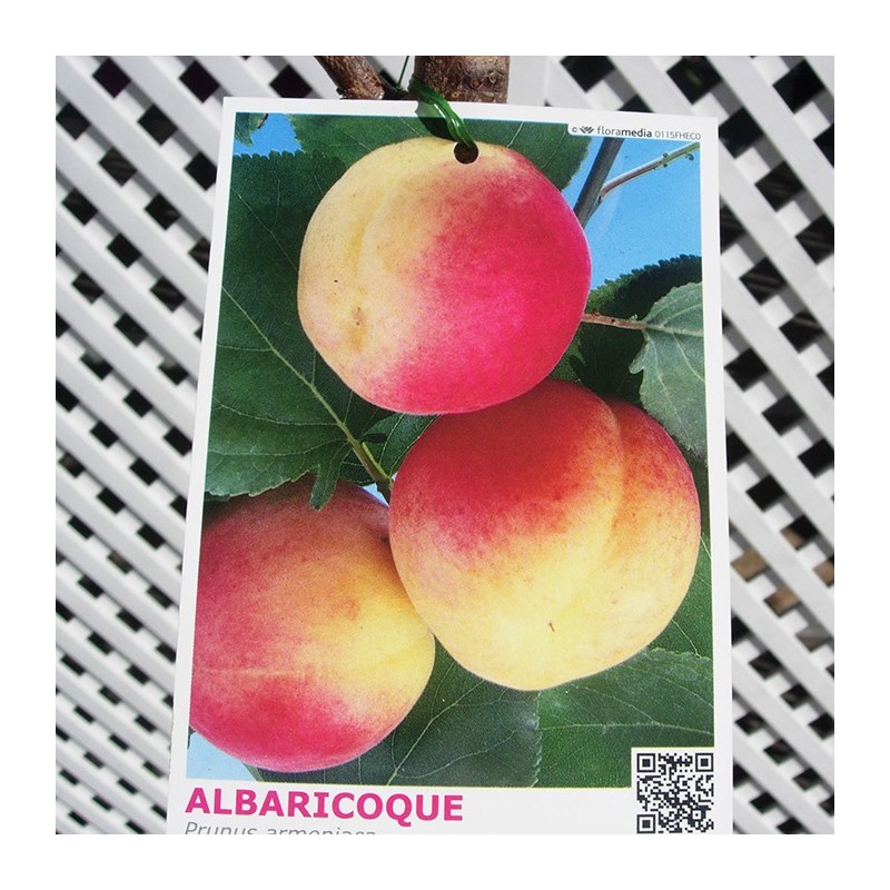 Albaricoque galta rocha
